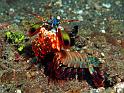 46 Mantis Shrimp